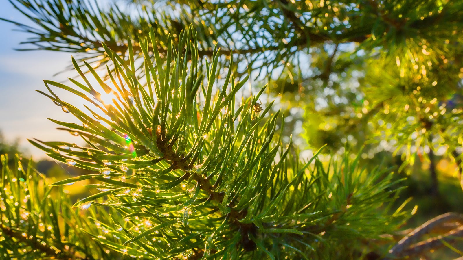 Sonnenstrahlen treffen auf einen Tannenbaum.