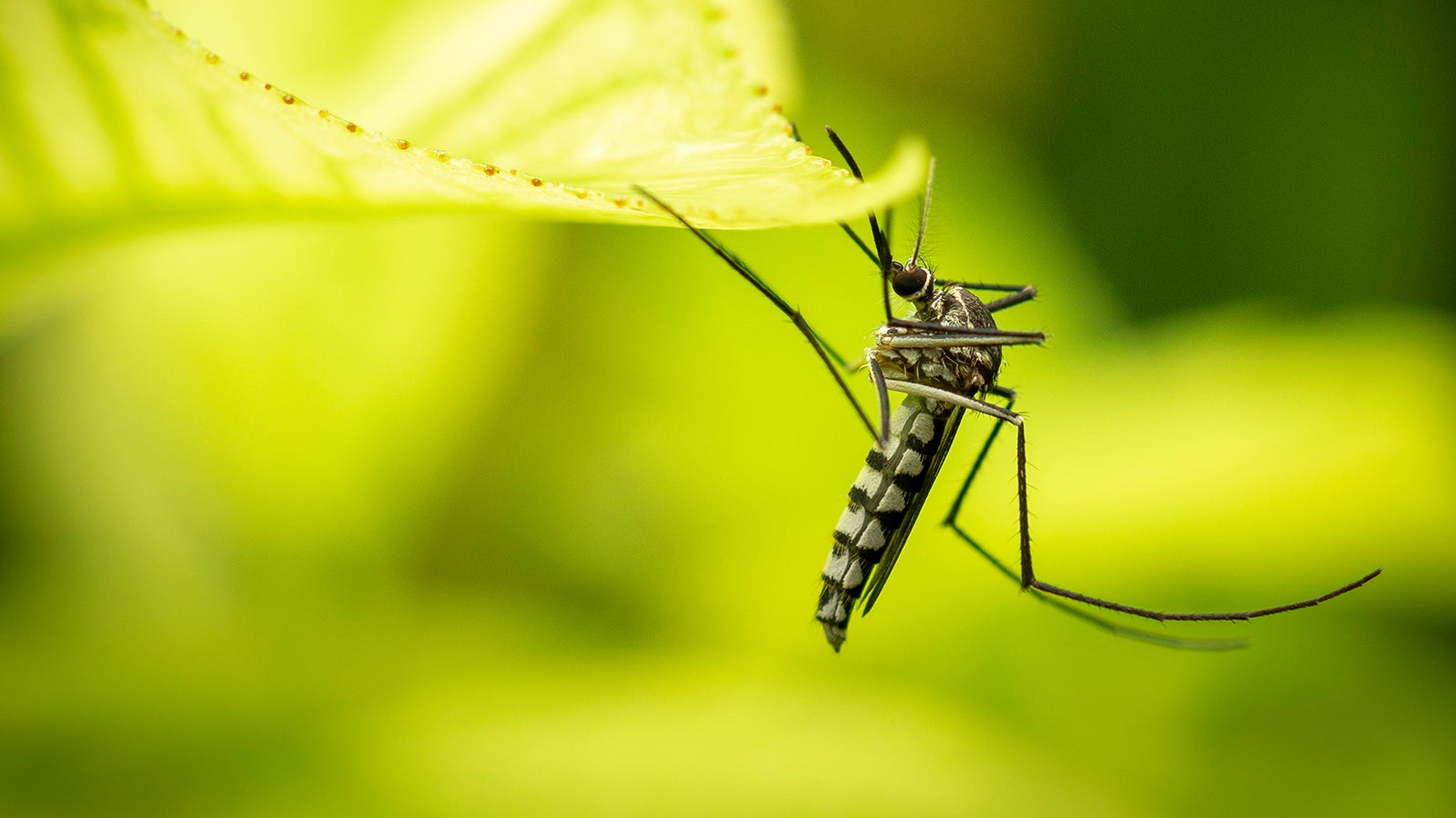 Close up of Aedes Aegypti Mosquito resting on the leaf in garden. Aedes is a genus of mosquitoes transmit serious diseases, including dengue fever, yellow fever, the Zika virus and chikungunya. Aedes originally found in tropical and subtropical zones