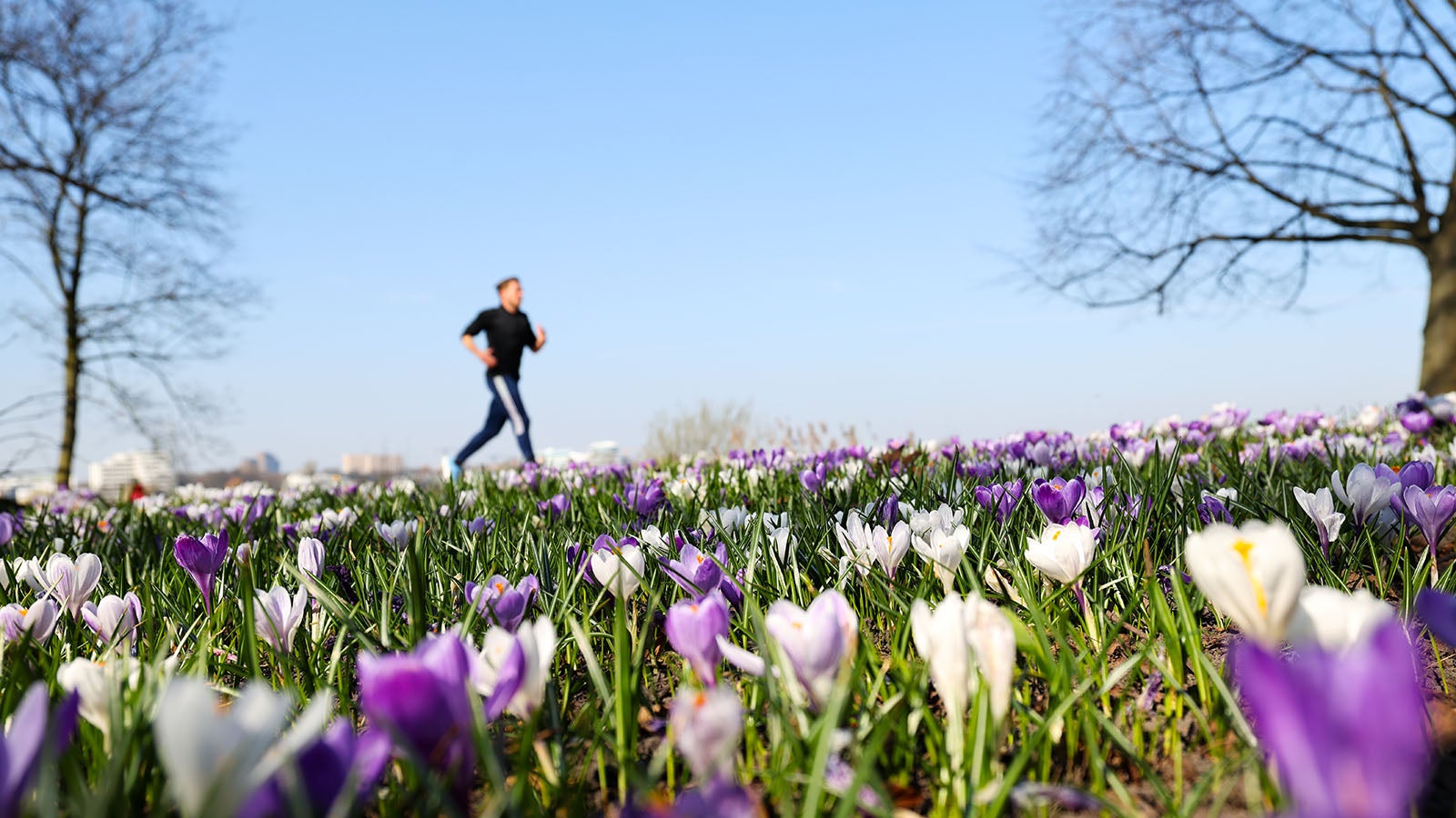 Ein Mann joggt bei strahlendem Sonnenschein hinter einer Wiese mit Krokussen an der Au&szlig;enalster. Mit der Zeitumstellung bleibt abends mehr Zeit f&uuml;r Freizeitaktivit&auml;ten.  Foto: Christian Charisius/dpa +++ dpa-Bildfunk +++