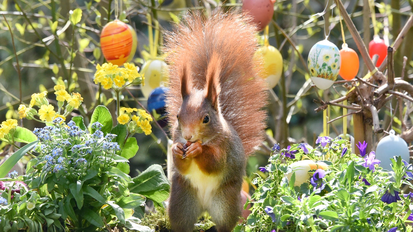 ARCHIV - 04.04.2023, Sachsen, Leipzig: In einem Garten am Stadtrand von Leipzig hat ein Eichh&ouml;rnchen in einer f&uuml;r Ostern geschm&uuml;ckten Blumenschale ausgestreutes Meisenfutter gefunden. Foto: Waltraud Grubitzsch/dpa