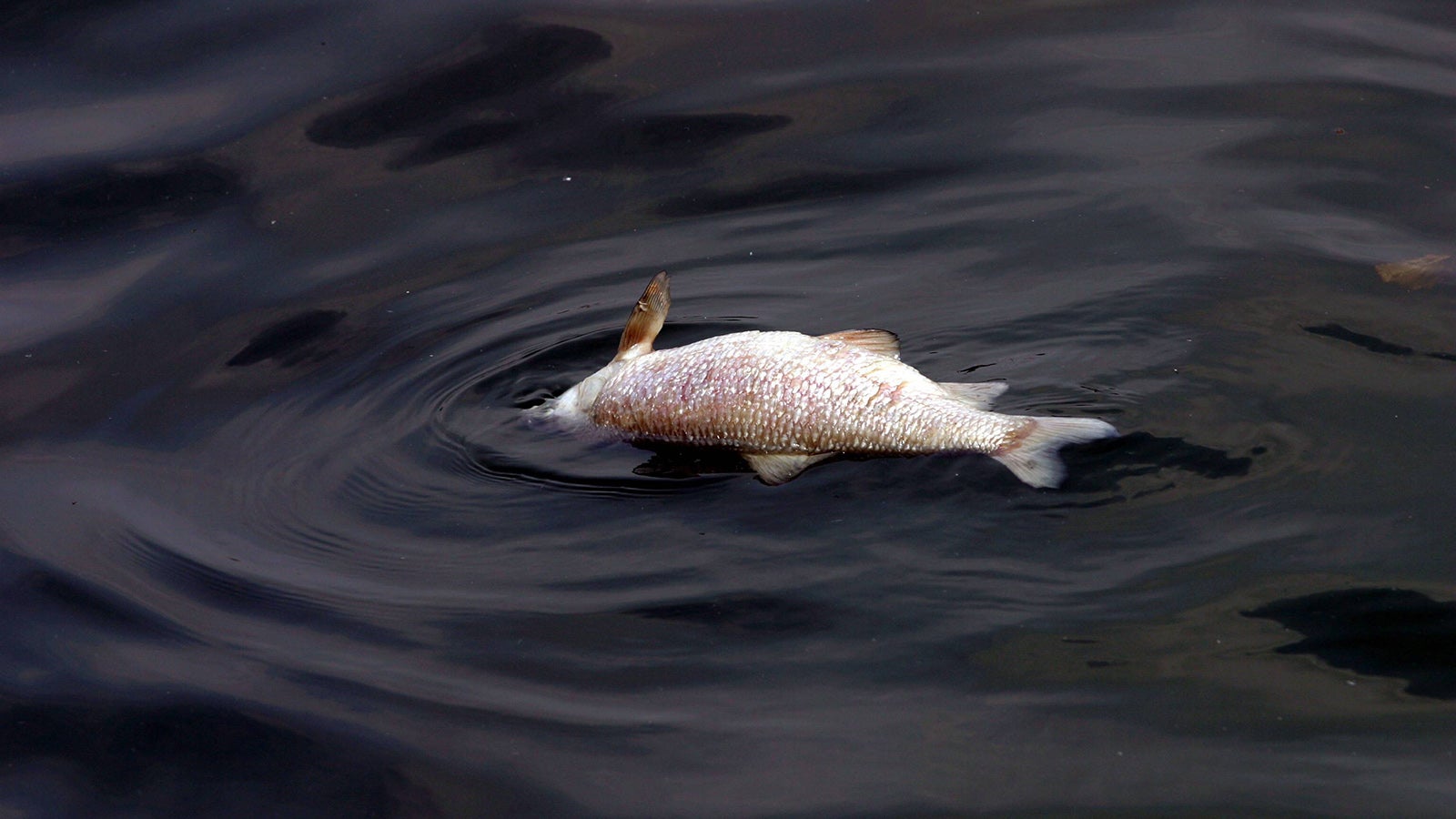 Bildnummer: 50494970  Datum: 10.06.2004  Copyright: imago/G&ouml;tz SchleserToter Fisch, Objekte; 2004, Berlin, Symbolfoto, Fischsterben, Fische, tot, tote, schwimmt, schwimmen, schwimmend; , quer, Kbdig, Einzelbild, Deutschland,