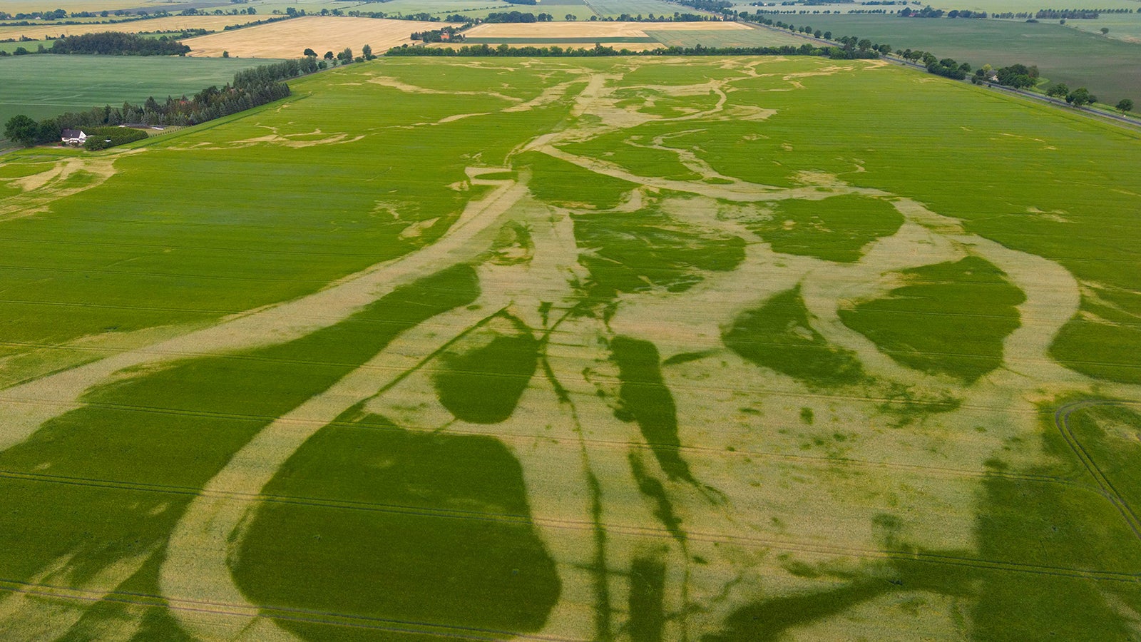 Dieses Bild aus Manschnow, Brandenburg, steht beispielhaft f&uuml;r die Trockenheit in Deutschland. Deutlich sind die unterschiedlichen Reifegrade eines Getreidefeldes zu erkennen (Luftaufnahme mit einer Drohne). Da, wo das Getreide noch gr&uuml;n erscheint, befindet sich mehr Feuchtigkeit im Boden als an den Stellen wo das Getreide beginnt braun zu werden und langsam zu vertrocknen. Foto: Patrick Pleul/dpa