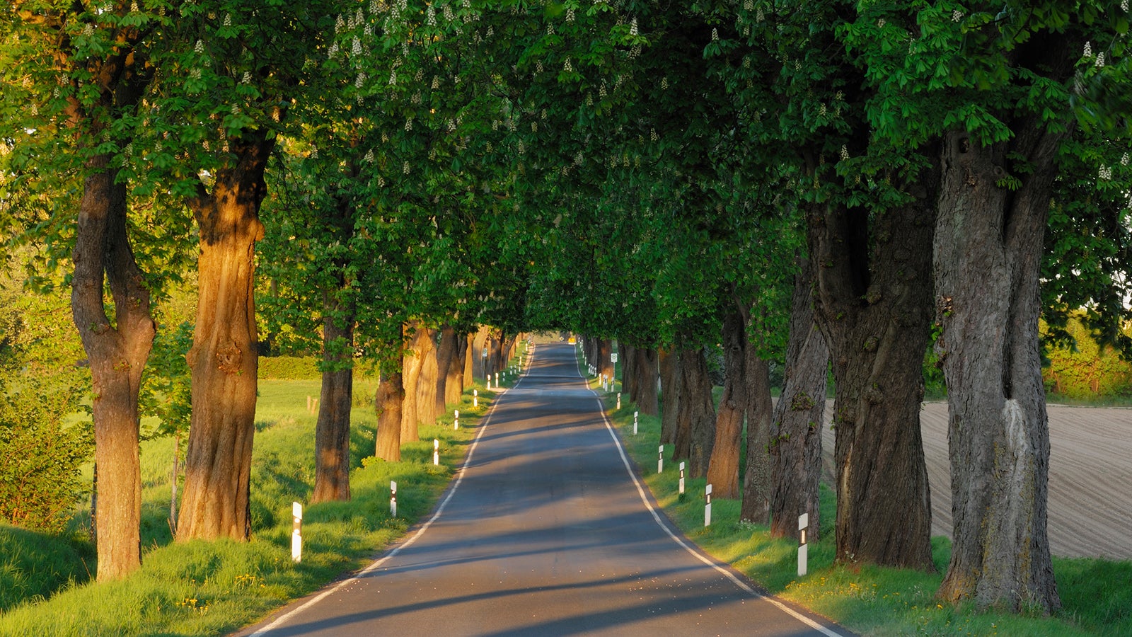Tree lined (Alley) rural road with Horse Chestnut Trees (Aesculus hippocastanum), spring. Mecklenburg-Western Pomerania, Germany, Europe.