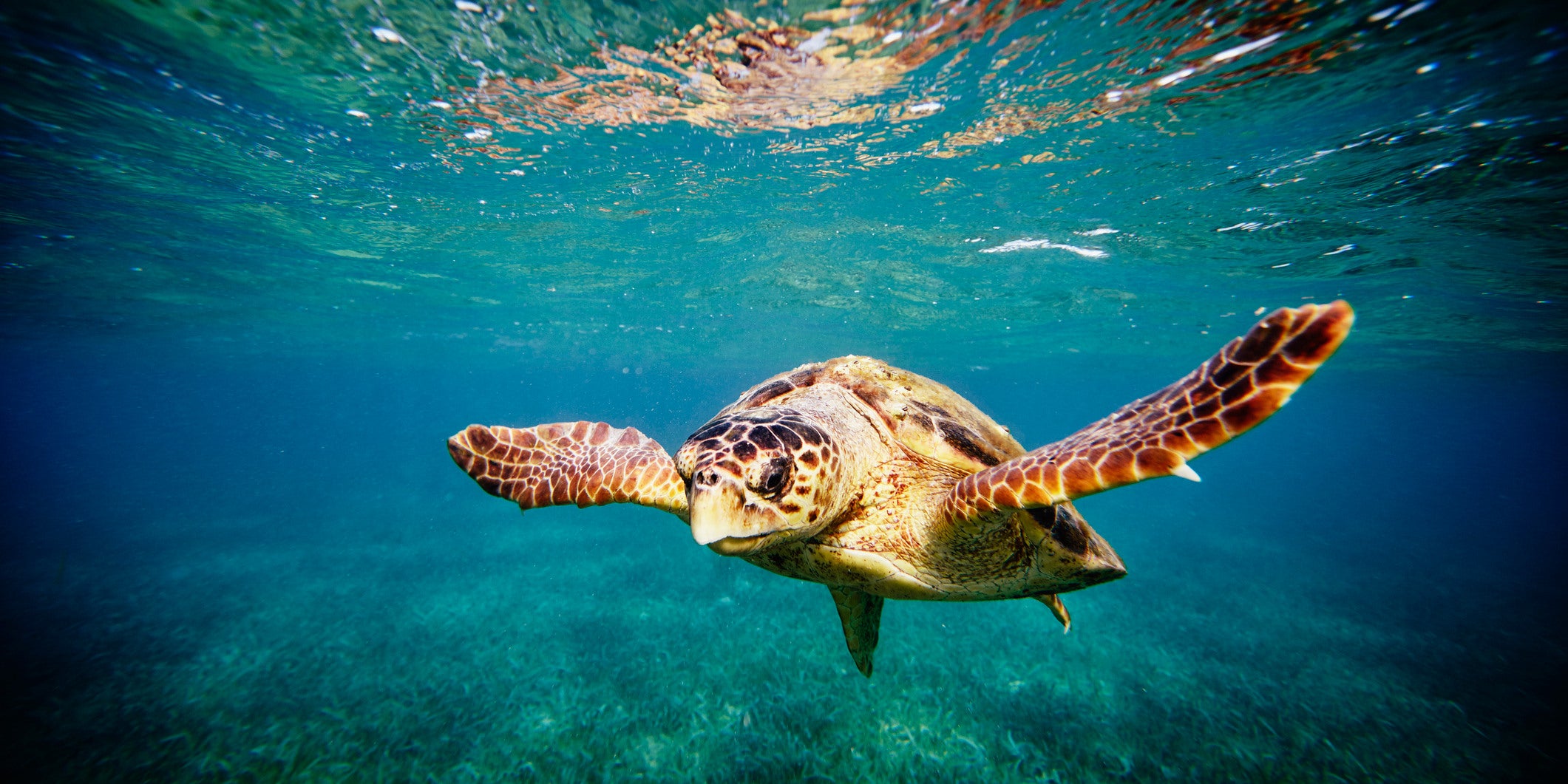 Underwater view of Loggerhead sea turtle swimming in Caribbean Sea