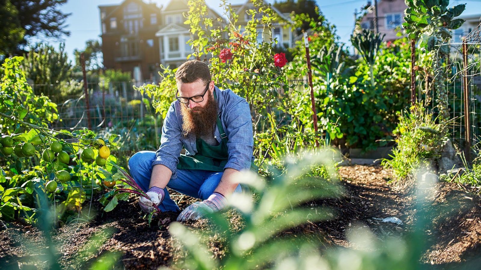 pulling beets out of the ground in urban communal garden