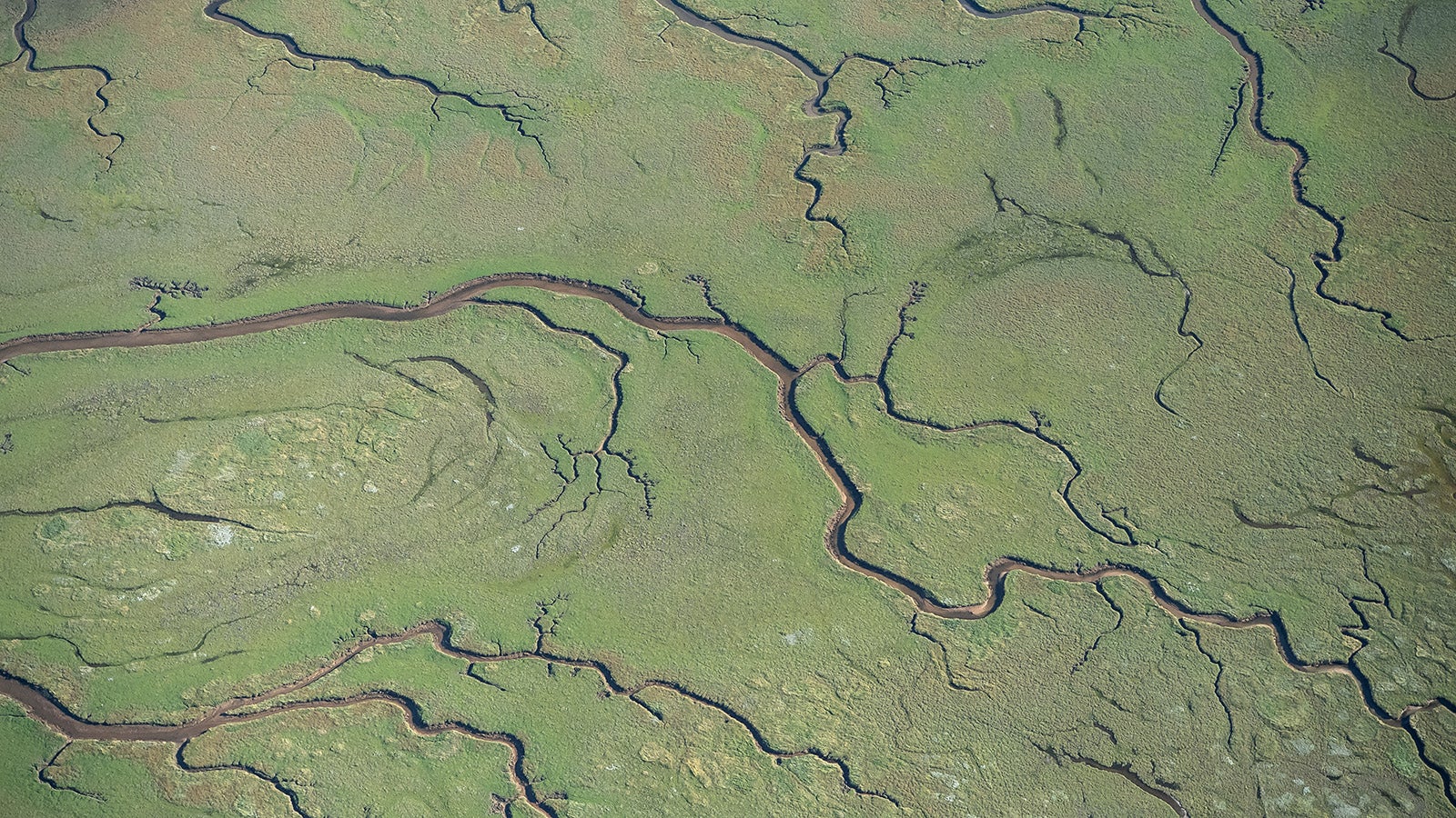 ARCHIV - 07.08.2020, Niedersachsen, Spiekeroog: Wasserl&auml;ufe ziehen sich durch die Salzwiesen von Spiekeroog. Salzwiesen vor den Deichen k&ouml;nnen einer neuen Studie zufolge auch bei ver&auml;nderten Klimabedingungen die Energie von Wellen d&auml;mpfen und so einen wertvollen Beitrag f&uuml;r den K&uuml;stenschutz leisten. (zu dpa:&nbsp;"Studie: Salzwiesen helfen auch bei Klima&auml;nderungen dem K&uuml;stenschutz") Foto: Sina Schuldt/dpa +++ dpa-Bildfunk +++