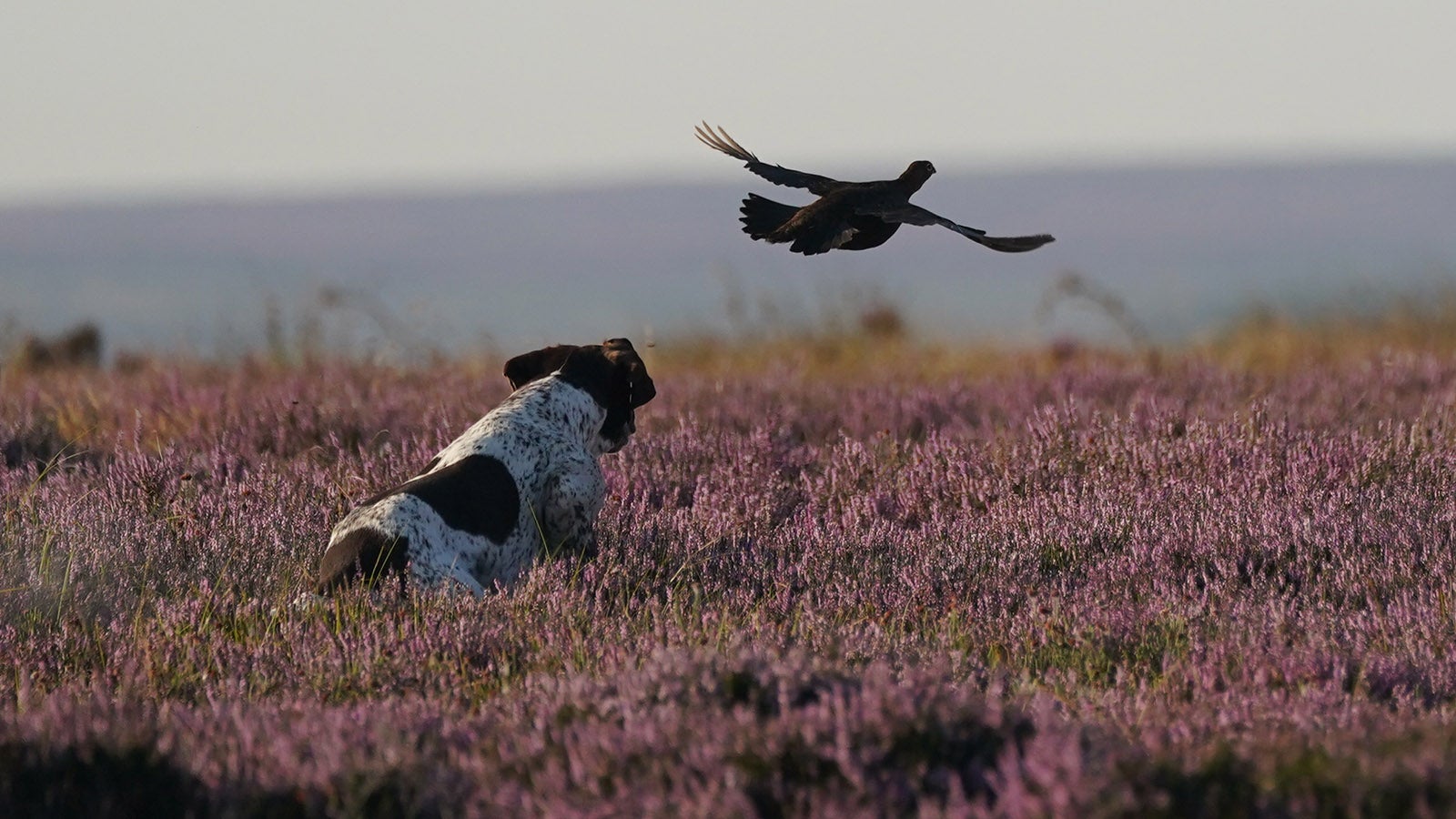 ARCHIV - 12.08.2022, Gro&szlig;britannien, North Yorkshire: Ein Hund l&auml;uft der Beute w&auml;hrend der Jagd durch die Moorlandschaft von North Yorkshire hinterher, w&auml;hrend der &laquo;Glorious 12th&raquo;, dem offizielle Beginn der Moorhuhnsaison. (zu dpa:&nbsp;&laquo;Beginn der Moorhuhnjagd: Tradition gegen Tierschutz in Gro&szlig;britannien&raquo;) Foto: Owen Humphreys/PA Wire/dpa +++ dpa-Bildfunk +++