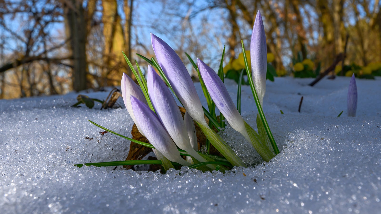 22.02.2025, Brandenburg, Sieversdorf: Krokusse ragen mit ihren noch geschlossenen Bl&uuml;tenbl&auml;ttern in einem Wald durch den Schnee. Foto: Patrick Pleul/dpa +++ dpa-Bildfunk +++
