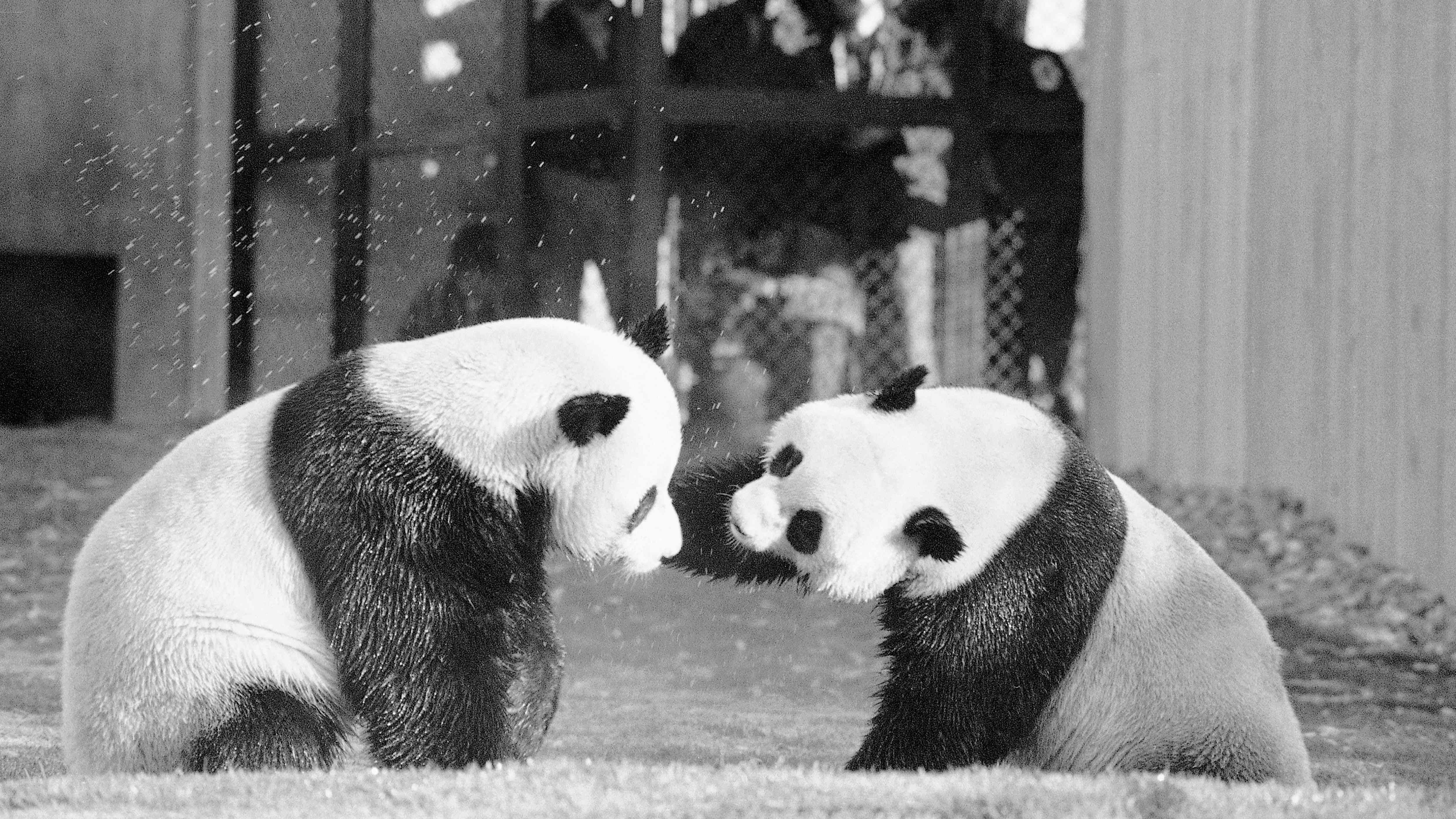FILE- The National Zoo's giant pandas, Ling-Ling and Hsing-Hsing, play in their yard in Washington, April 20, 1974. Beijing gifted the pair of pandas to the U.S. following President Richard Nixon's historic visit to China in 1972 and then to countries such as Japan, France, the U.K., and Germany over the next decade. (AP Photo/Charles Tasnadi, File)