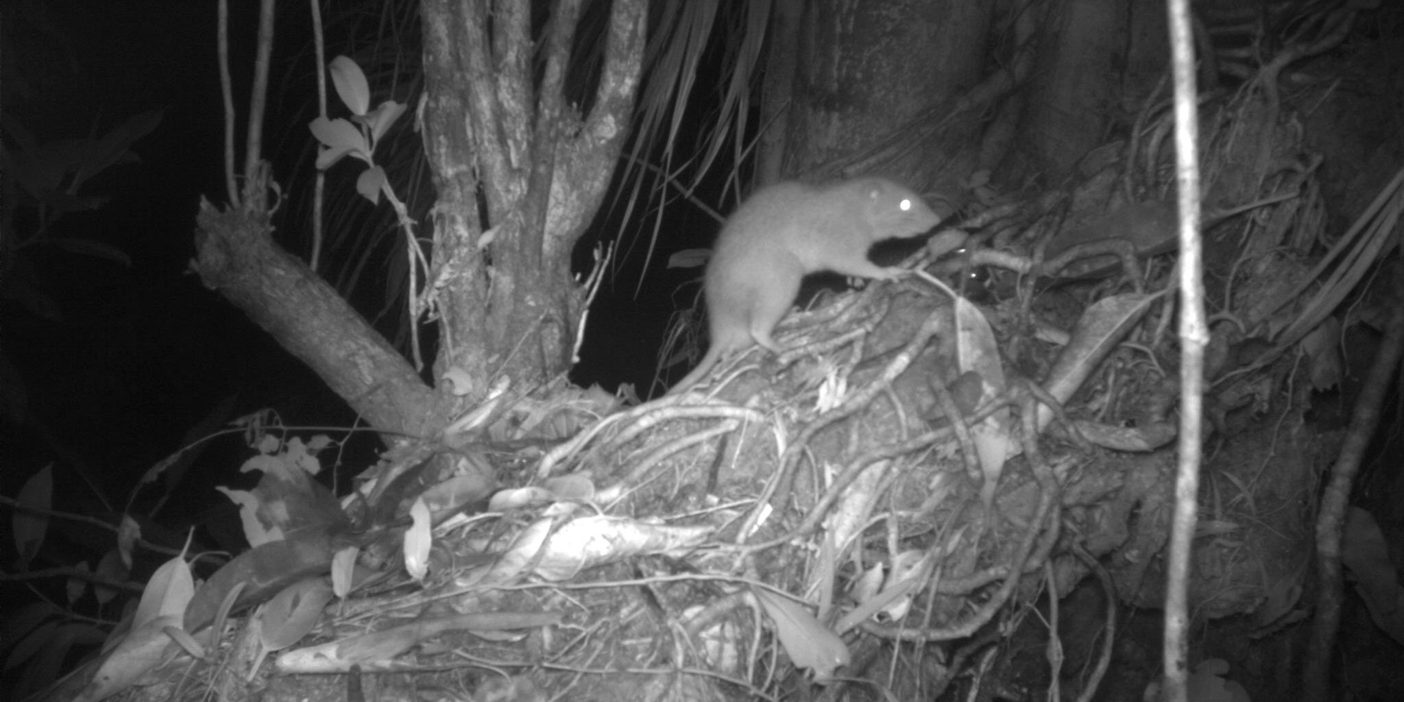 HANDOUT - 29.09.2020, Salomonen, Vangunu: Bild einer Kamerafalle von einer Vangunu-Riesenratte (Uromys vika). Forscher haben auf einer abgelegenen Insel im S&uuml;dpazifik mit Kamerafallen erstmals eine der seltensten und am wenigsten erforschten Tierarten der Welt fotografiert. (zu dpa &laquo;Beweis f&uuml;r Existenz: Riesenratten von Vangunu tappen in Kamerafalle&raquo;) Foto: Dr Tyrone Lavery/University of Melbourne/dpa - ACHTUNG: Nur zur redaktionellen Verwendung im Zusammenhang mit der aktuellen Berichterstattung und nur mit vollst&auml;ndiger Nennung des vorstehenden Credits +++ dpa-Bildfunk +++