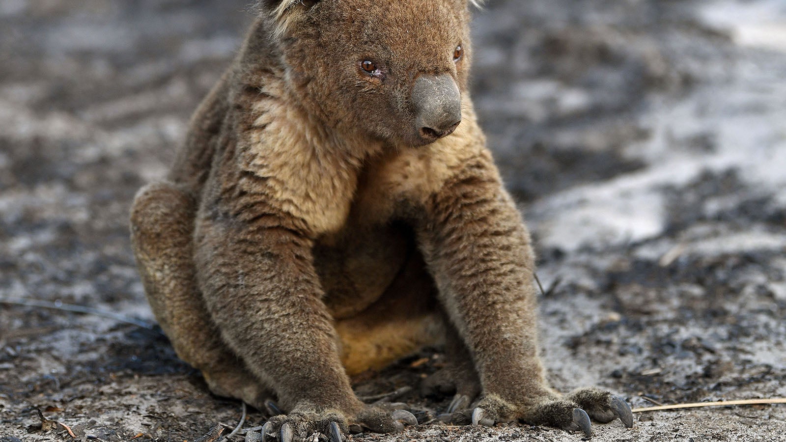 Australien, Kangaroo Island: Ein verletzter Koala sitzt nach den Buschfeuern auf Kangaroo Island. Buschfeuer hatten 2019-2020 in Australien riesige Fl&auml;chen verbrannt und viele Wildtiere get&ouml;tet. Foto: David Mariuz/AAP/dpa +++ dpa-Bildfunk +++
