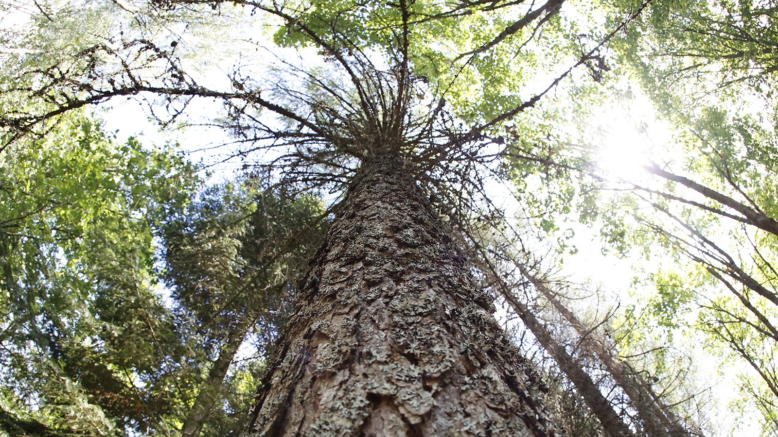 04.08.2022, Sachsen-Anhalt, Hasselfelde: Eine europ&auml;ische L&auml;rche w&auml;chst im &Ouml;ko-Kamp in Hasselfelde. Das Freiluftlabor &Ouml;ko-Kamp am T&auml;nnichen ist ein sogenannter Versuchswald. Hier wird gezeigt, wie sich unterschiedliche Baumarten entwickeln. (zu dpa &laquo;Ein Versuchswald zeigt, wie der Klimawandel wirkt&raquo;) Foto: Matthias Bein/dpa +++ dpa-Bildfunk +++