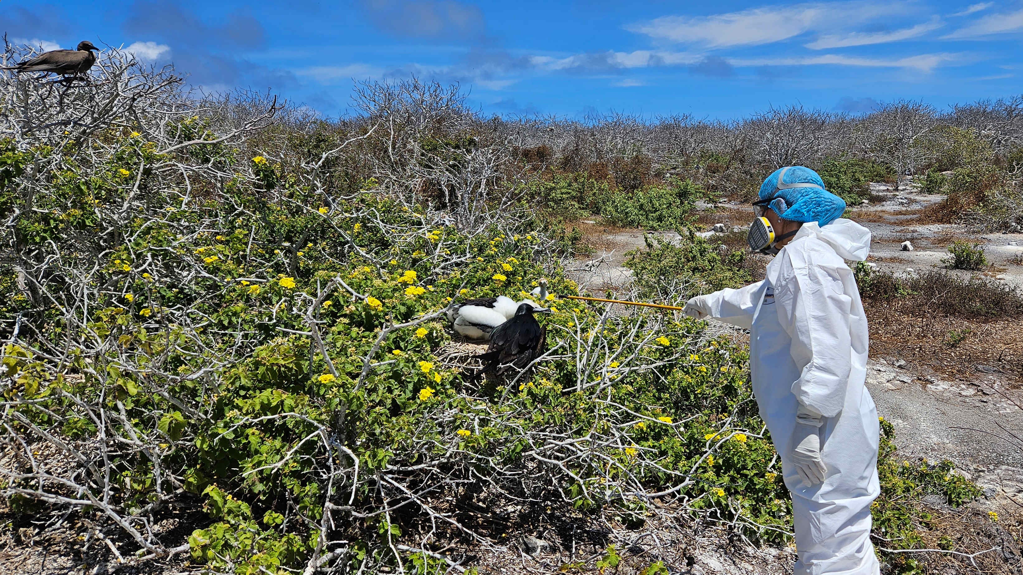 HANDOUT - 18.09.2023, Ecuador, Galapagos: Auf diesem vom&nbsp;Nationalpark Galapagos zur Verf&uuml;gung gestellten Bild werden V&ouml;gel aufgrund einer m&ouml;glichen Vogelgrippe-Infektion untersucht. (zu dpa &laquo;Vogelgrippe auf Gal&aacute;pagos-Inseln: Bangen um einzigartige Tierarten&raquo;) Foto: ---/Nationalpark Galapagos/dpa - ACHTUNG: Nur zur redaktionellen Verwendung und nur mit vollst&auml;ndiger Nennung des vorstehenden Credits +++ dpa-Bildfunk +++