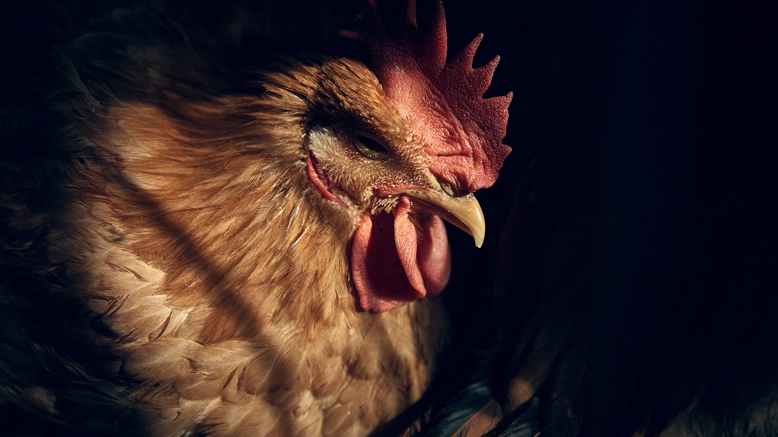 Anfang des Jahres starb in den USA ein Mann, nach dem er sich mit dem Vogelgrippe-Virus H5N1 infiziert hatte. Foto: Andres Kudacki/AP/dpa