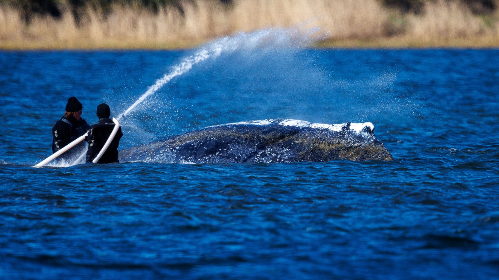 21.04.2026, Mecklenburg-Vorpommern, Kirchdorf (Poel): Helfer sind direkt am Buckelwal vor der Insel Poel im Einsatz und bespritzen das Tier mit Wasser. Der Wal liegt an der gleichen Stelle wie am Vorabend. Wegen des gesunkenen Wasserstands ragt das Tier weiter aus dem Wasser und sein Gewicht dr&uuml;ckt st&auml;rker auf seine inneren Organe. Foto: Jens B&uuml;ttner/dpa +++ dpa-Bildfunk +++
