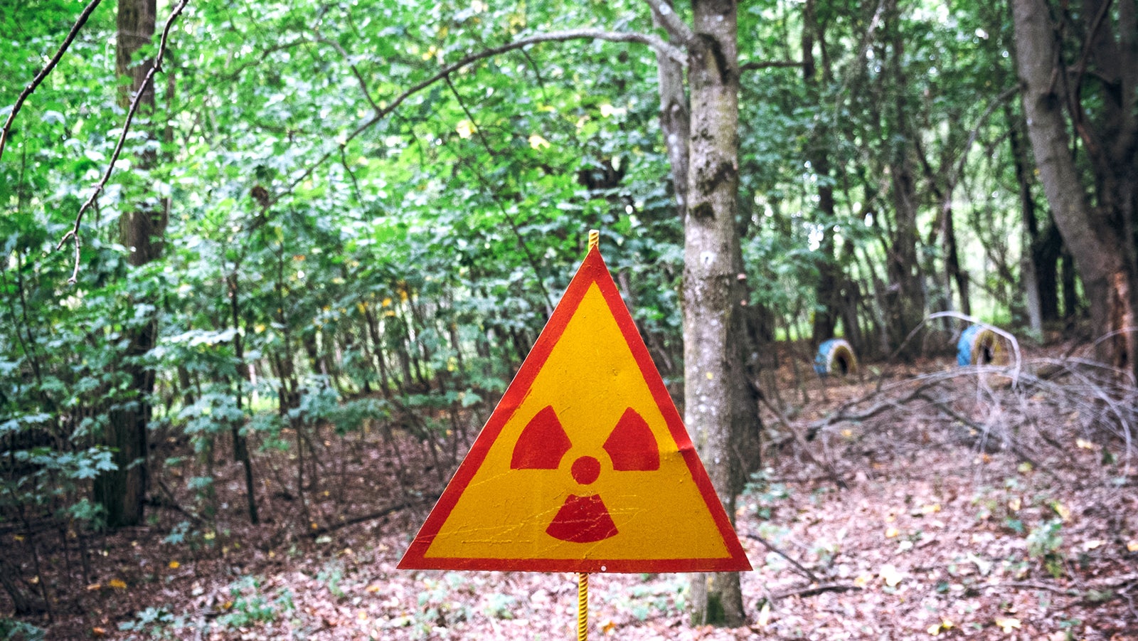 Warnschild mit Strahlensymbol steht im lichten Wald zwischen B&auml;umen und Laub.