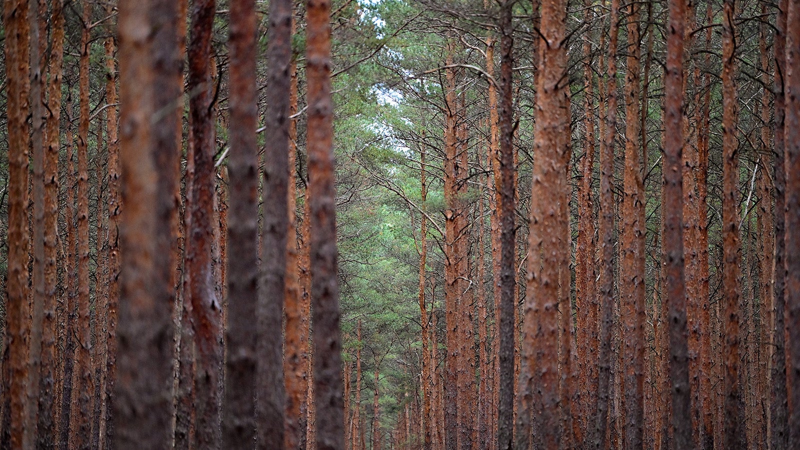 ARCHIV - 06.10.2022, Brandenburg, L&uuml;bben: Ein Kiefernwald. Der Zustand der W&auml;lder in Deutschland blieb 2022 nach neuen bundesweiten Daten angespannt. Bei Kiefern nahm der Anteil der B&auml;ume mit deutlichen Kronensch&auml;den einer Erhebung zufolge von 25 auf 28&nbsp;Prozent zu. (zu dpa &laquo;Erhebung: Zustand der deutschen W&auml;lder weiter angespannt&raquo;) Foto: Patrick Pleul/Deutsche Presse-Agentur GmbH/dpa +++ dpa-Bildfunk +++