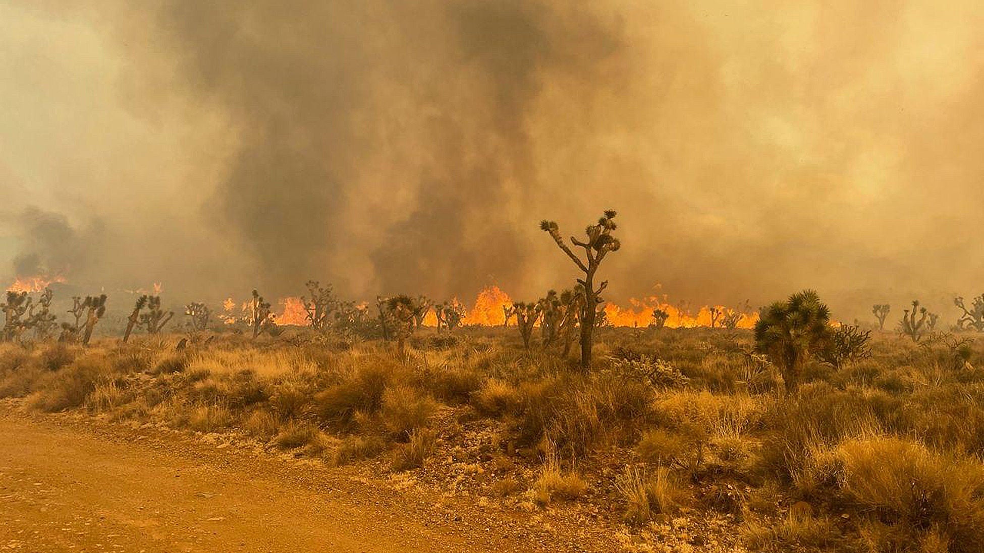dpatopbilder - HANDOUT - 01.08.2023, USA, Mojave-Nationalreservat: Der gewaltige Waldbrand im kalifornischen Mojave National Preserve breitet sich durch unberechenbaren Wind weiter aus. Foto: R. Almendinger/National Park Service Mojave National Preserve/ZUMA Press Wire/dpa - ACHTUNG: Nur zur redaktionellen Verwendung im Zusammenhang mit der aktuellen Berichterstattung und nur mit vollst&auml;ndiger Nennung des vorstehenden Credits +++ dpa-Bildfunk +++