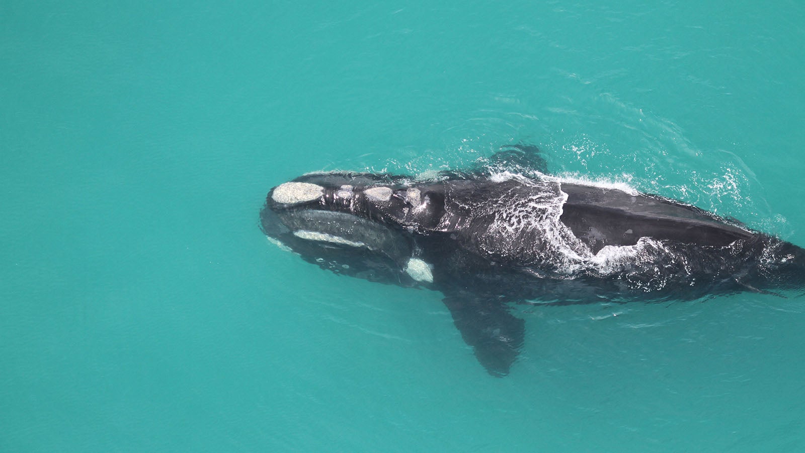 HANDOUT - 13.02.2023, S&uuml;dafrika, Kapstadt: Wissenschaftler vom Forschungsinstitut f&uuml;r S&auml;ugetiere an der s&uuml;dafrikanischen Universit&auml;t zu Pretoria untersuchen das Verhalten von S&uuml;dlichen Glattwalen, die jedes Jahr vom S&uuml;dpolarmeer an die s&uuml;dafrikanische K&uuml;ste migrieren, um ihre Jungen zu geb&auml;ren. (zu dpa &laquo;Fr&uuml;hwarnsystem der Ozeane: Wale von vielen&nbsp;Seiten gef&auml;hrdet&raquo;) Foto: Mammal Research Institute/dpa - ACHTUNG: Nur zur redaktionellen Verwendung im Zusammenhang mit der aktuellen Berichterstattung und nur mit vollst&auml;ndiger Nennung des vorstehenden Credits +++ dpa-Bildfunk +++