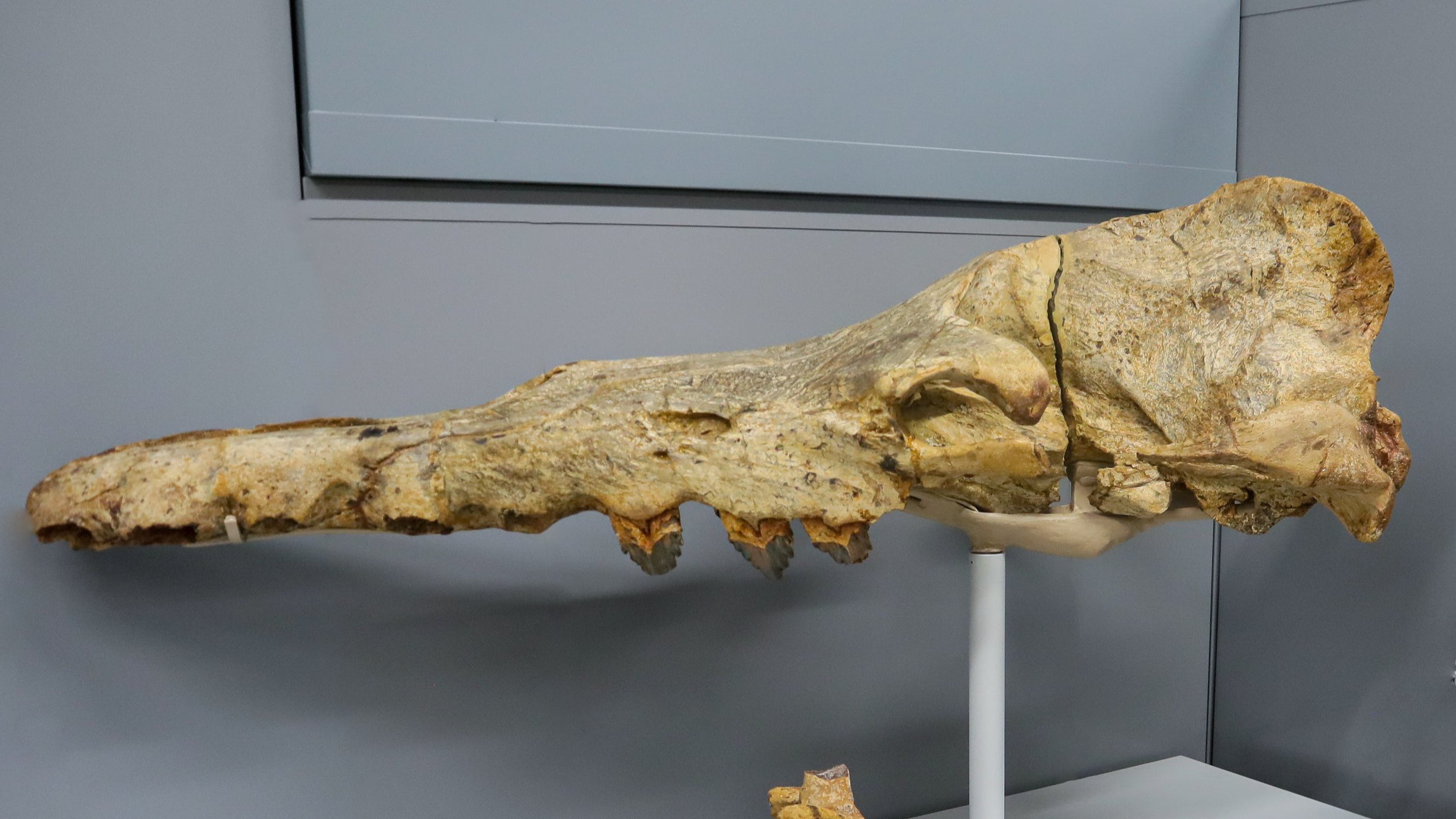 ACHTUNG: SPERRFRIST 2. AUGUST 17:00 UHR. ACHTUNG: DIESER BEITRAG DARF NICHT VOR DER SPERRFRIST, 2. AUGUST&nbsp;17.00 UHR, VER&Ouml;FFENTLICHT WERDEN! EIN BRUCH DES EMBARGOS K&Ouml;NNTE DIE BERICHTERSTATTUNG &Uuml;BER STUDIEN EMPFINDLICH EINSCHR&Auml;NKEN. - HANDOUT - 04.07.2023, Stuttgart: Der Stuttgarter Pal&auml;ontologe Eli Amson (34) steht im Staatlichen Museum f&uuml;r Naturkunde Stuttgart neben Knochenresten. Er hat  eines der schwersten Tiere der&nbsp;Welt analysiert, einen in Peru gefundenen Wal, der vor rund 30 Millionen Jahren gelebt haben soll (zu dpa &laquo;Fossil von Wal k&ouml;nnte schwerstes Tier der Welt gewesen sein&raquo;) Foto: Liliana Rein&ouml;hl/Staatliches Museum f&uuml;r Naturkunde Stuttgart/dpa - ACHTUNG: Nur zur redaktionellen Verwendung im Zusammenhang mit der aktuellen Berichterstattung und nur mit vollst&auml;ndiger Nennung des vorstehenden Credits +++ dpa-Bildfunk +++