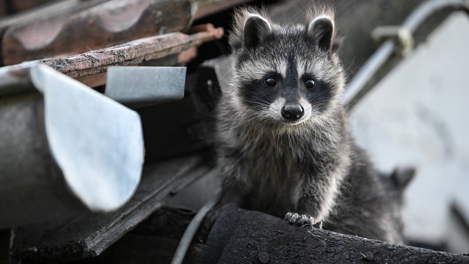 ARCHIV - 18.06.2023, Berlin: Ein junger Waschb&auml;r schaut von einem Dach herunter. (zu dpa: &laquo;Waschb&auml;ren auf Wohnungssuche: So sch&uuml;tzen Sie jetzt ihr Haus&raquo;) Foto: Britta Pedersen/dpa +++ dpa-Bildfunk +++