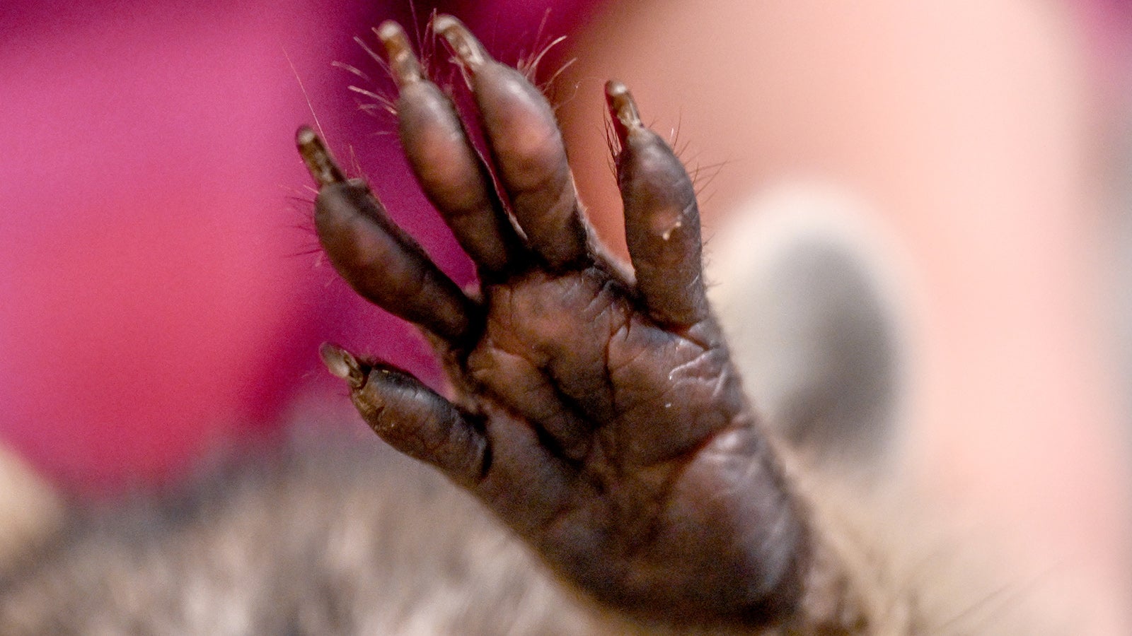 PRODUKTION - 31.08.2023, Berlin: Die Pfote eines Waschb&auml;rs, aufgenommen in der Wohnung der Leiterin des Vereins "Hauptsache Waschb&auml;r e.V." (zu dpa: &laquo;Waschb&auml;ren auf Wohnungssuche: So sch&uuml;tzen Sie jetzt ihr Haus&raquo;) Foto: Britta Pedersen/dpa +++ dpa-Bildfunk +++