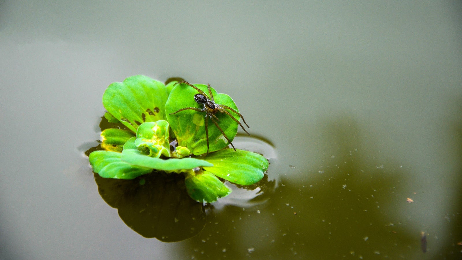 Closeup of diving bell spider drifting on the water lettuce plant from arum family. Water spider resting on the water cabbage, nile cabbage, shellflower, pistia leave or pistia stratiotes leaves in the water