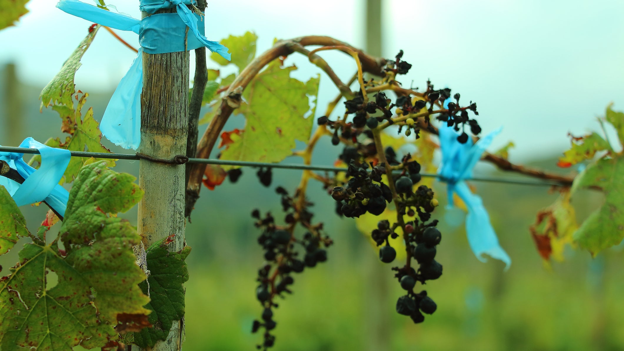 bunch of dried and rotten grapes, damaged by fungi and hail