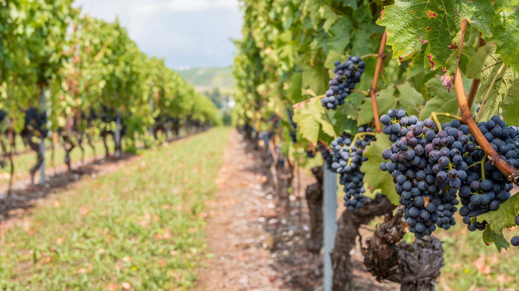 Raisins rouges m&ucirc;ris au soleil durant l'&eacute;t&eacute; et pr&ecirc;t &agrave; &ecirc;tre vendang&eacute;s