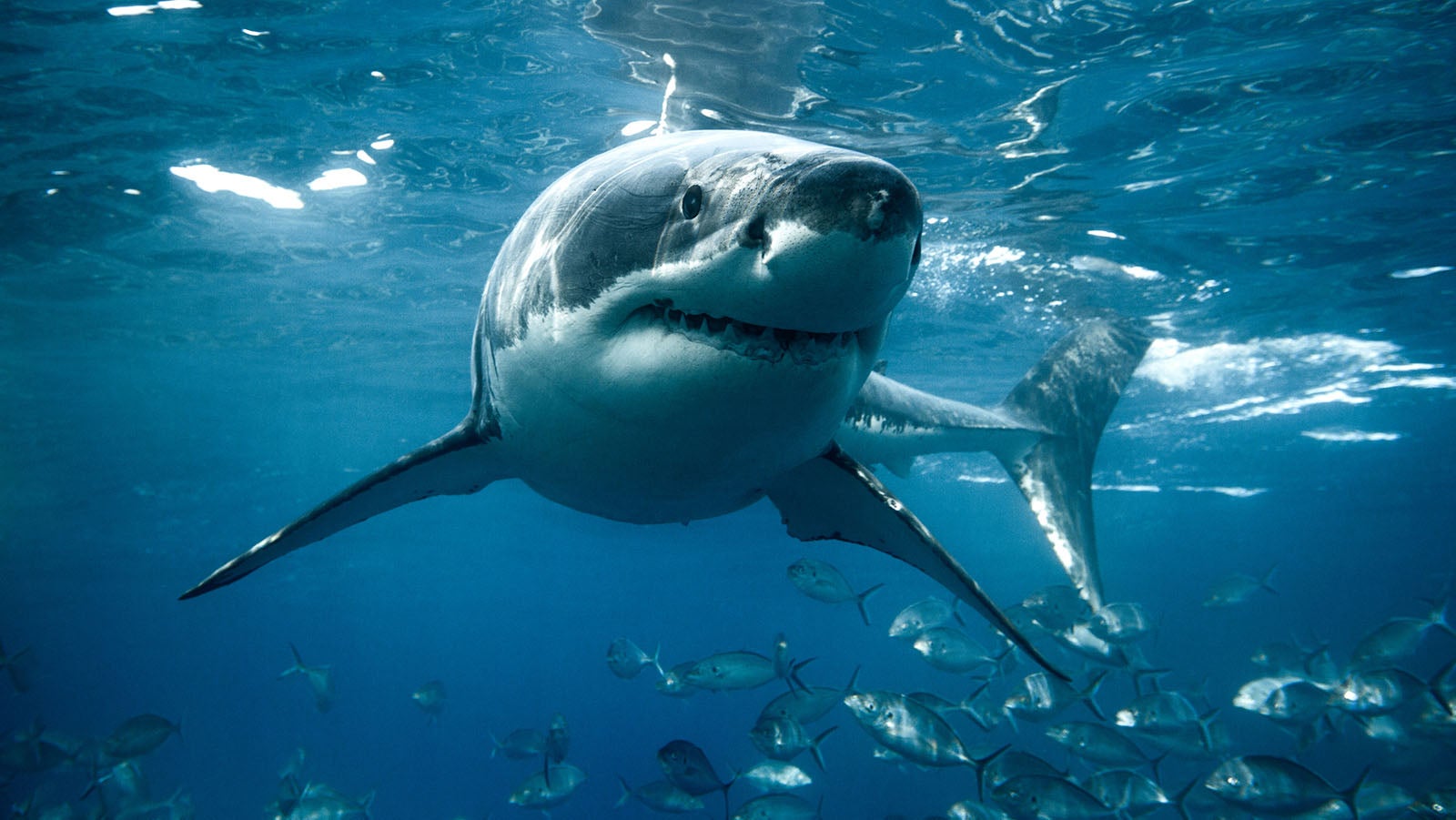 Large white shark looks straight into the camera. Captured in the clear blue waters of South Australia.