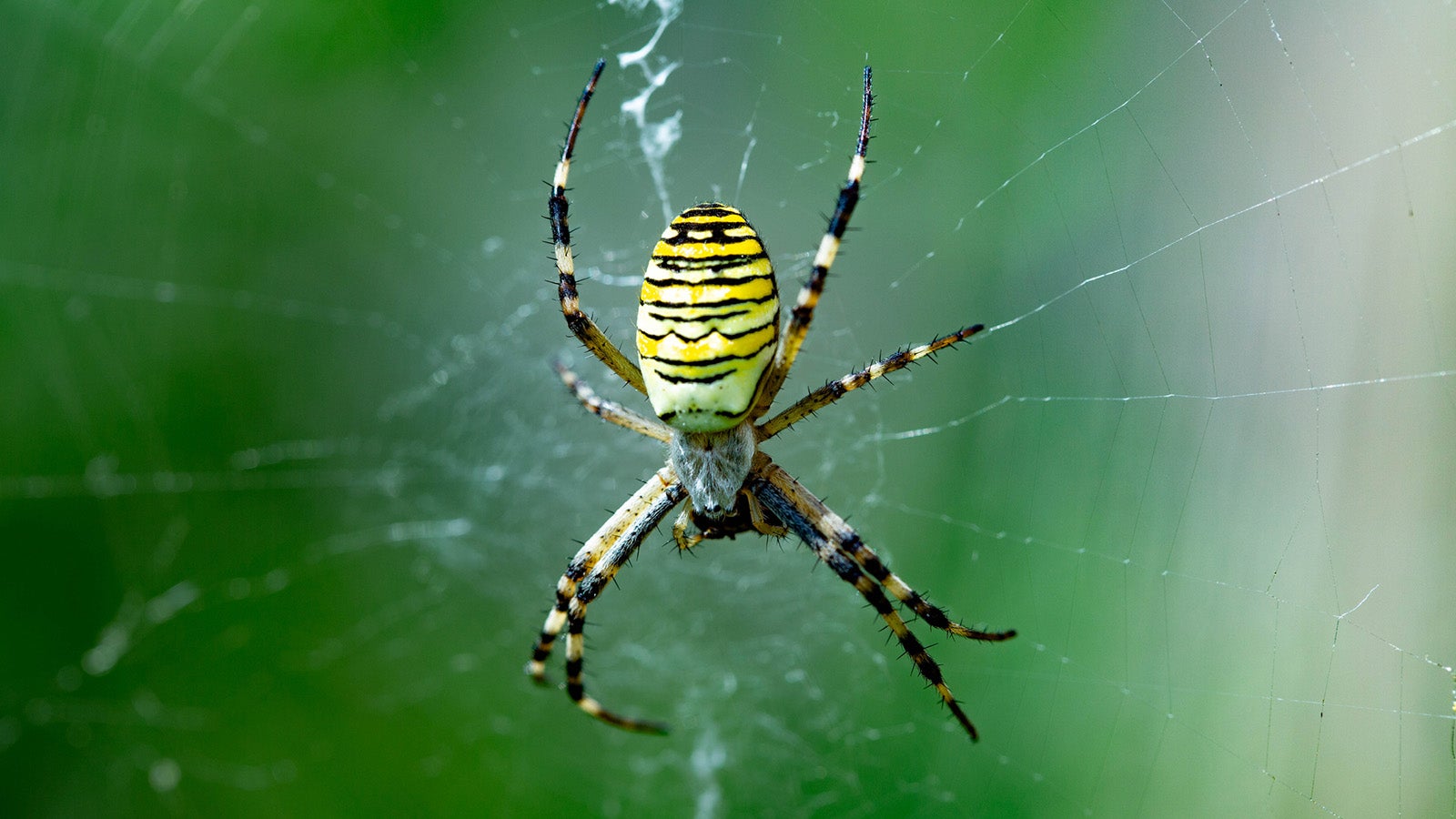 Yellow large Spider