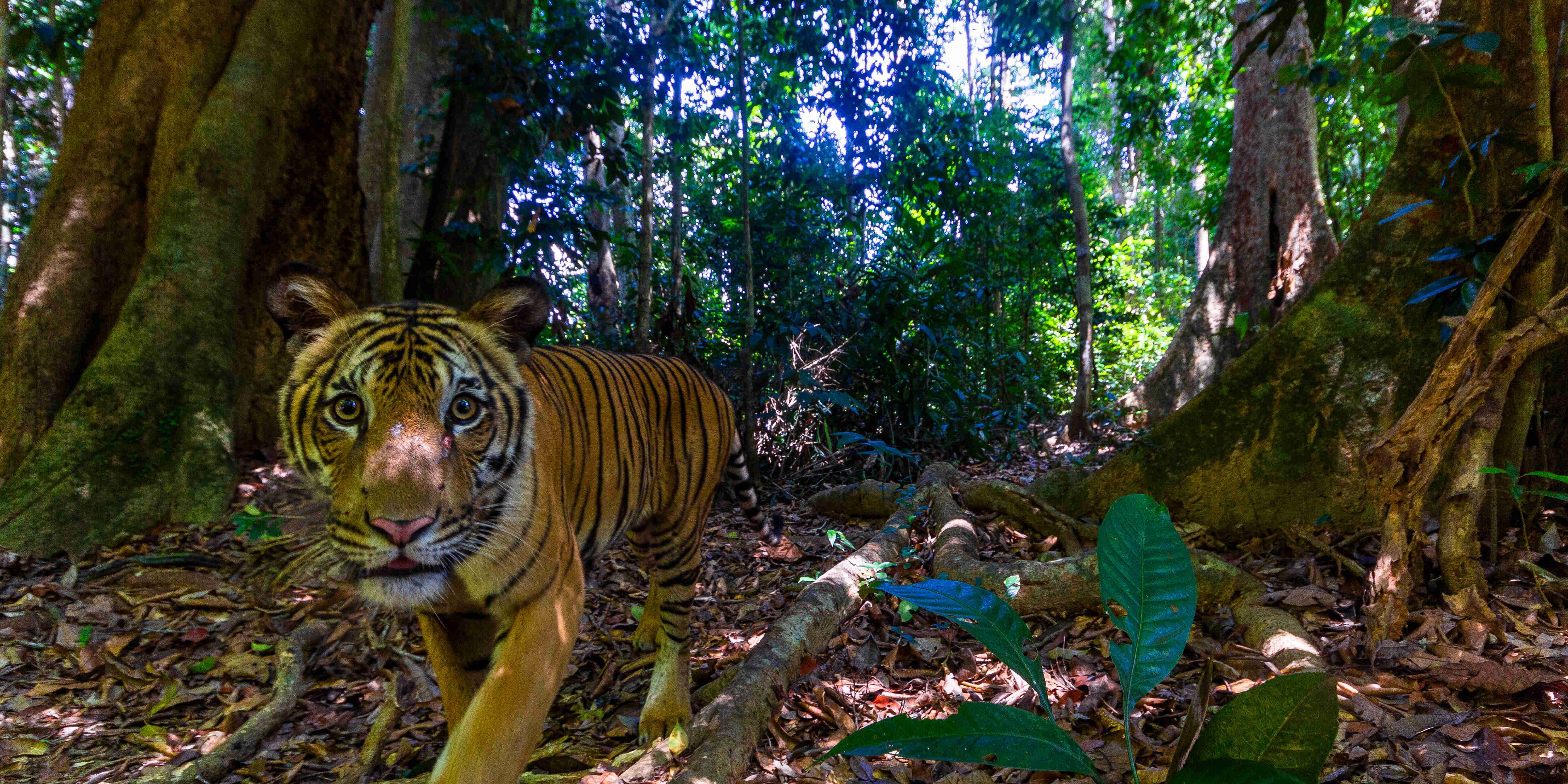 WWF gelingen seltene TigerAufnahmen in Malaysia