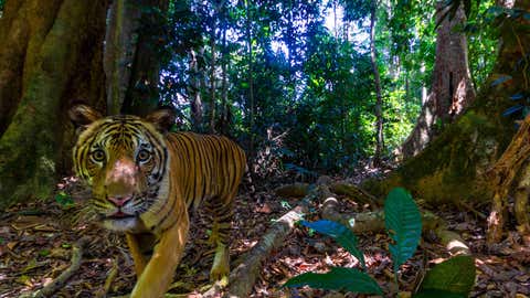 WWF gelingen seltene TigerAufnahmen in Malaysia
