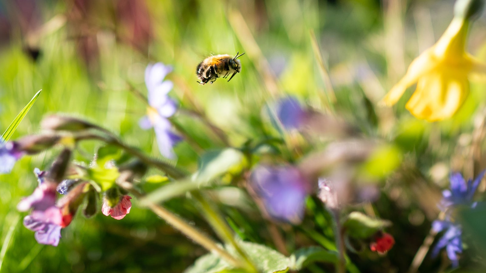 ARCHIV - 05.04.2023, Hessen, Frankfurt/Main: Eine Wildbiene fliegt im nachmitt&auml;glichen Sonnenschein bei der Futtersuche durch eine kleines Blumenbeet in einem Frankfurter Vorgarten. (zu dpa: &laquo;&laquo;Auf jeden Fall geh&ouml;rt das Wort Unkraut gestrichen&raquo;&raquo;) Foto: Frank Rumpenhorst/dpa +++ dpa-Bildfunk +++