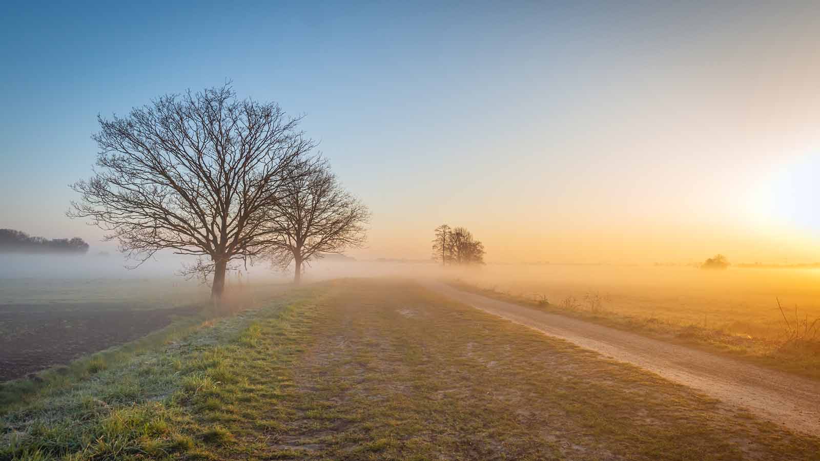 Morning mist in a wintry Dutch polder landscape. The sun is just rising and the grass is still frosted. In the foreground are two trees silhouetted against the sky.