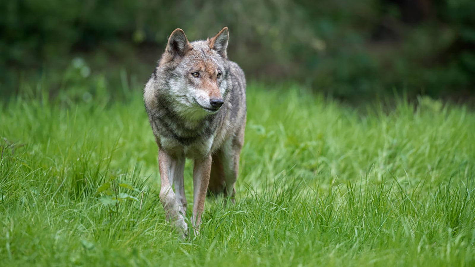 Solitary Eurasian wolf. European gray wolf. grey wolf (Canis lupus) hunting in meadow at forest's edge. (Photo by: Sven-Erik Arndt/Arterra/Universal Images Group via Getty Images)