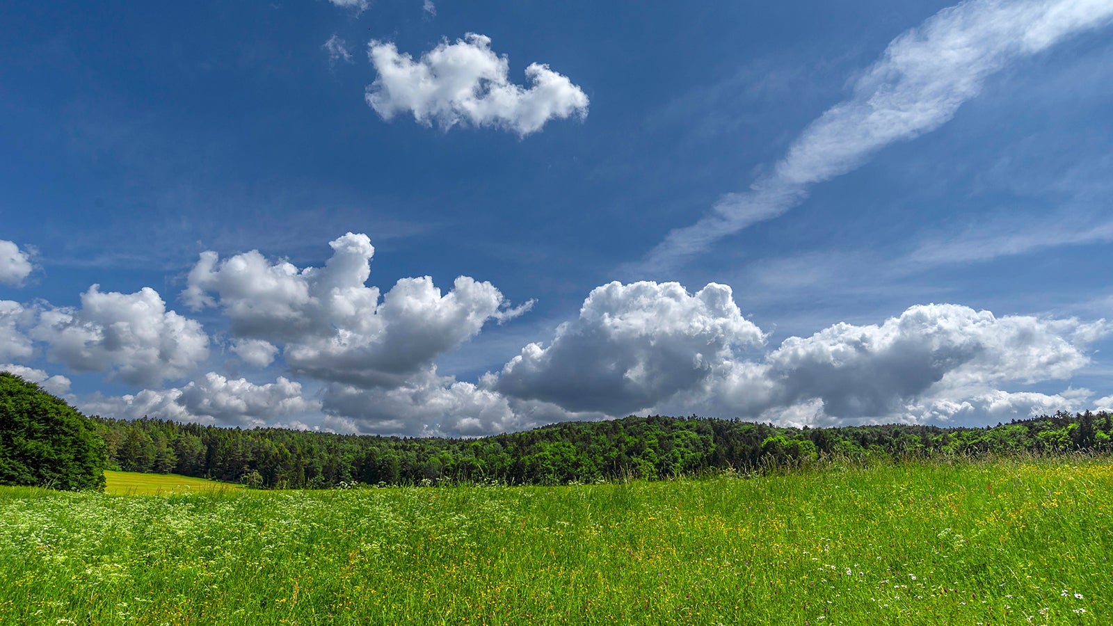 bl&uuml;hende Wiese mit Sch&ouml;nwetterwolken (Cumulus humilis), Bayern, Deutschland