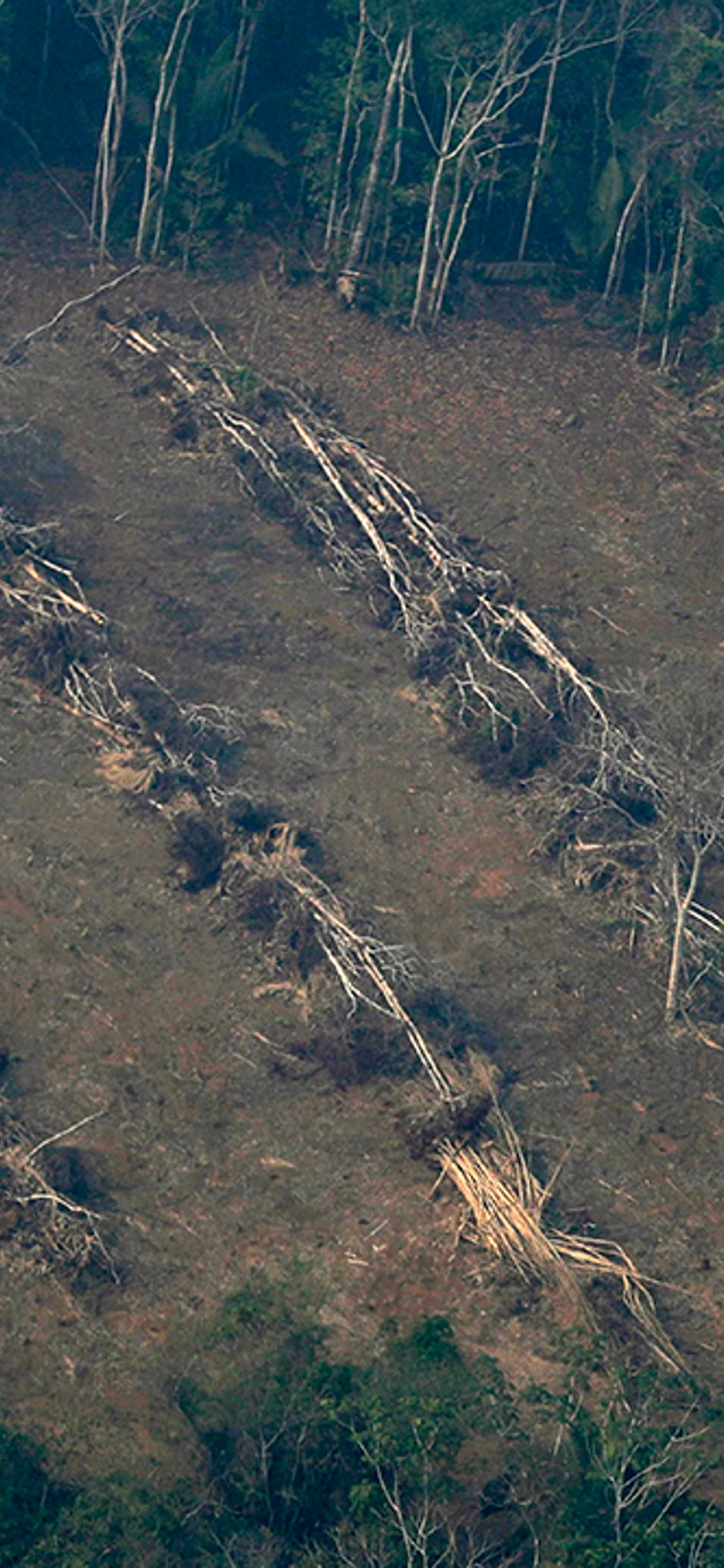 Deforestation Accelerates In Amazon Rainforest During Global Pandemic The Weather Channel Articles From The Weather Channel Weather Com Deforestation Accelerates In Amazon Rainforest During Global Pandemic The Weather Channel Articles From The Weather Channel Weather Com