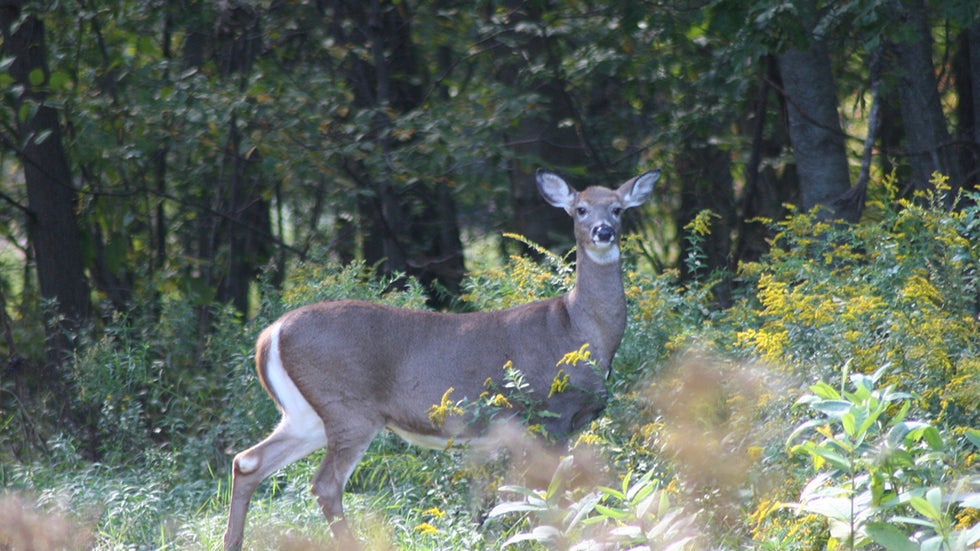 11 Animals Saved by the Endangered Species Act | The Weather Channel