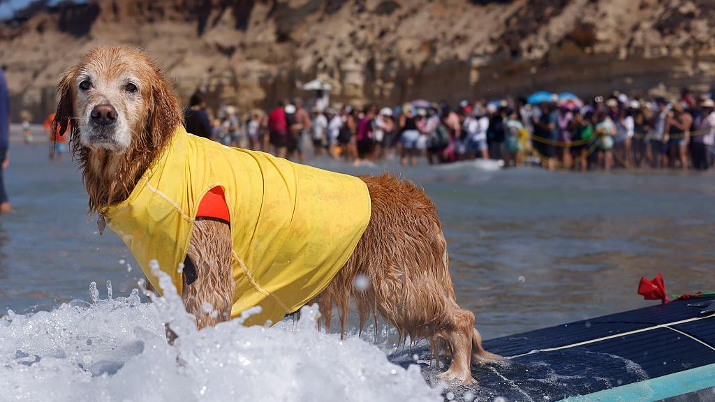 Coconut, a golden retriever, owned by Manny Anaya surfs in the large dog division during the 20th Annual Helen Woodward Animal Center Surf Dog Surf-A-Thon on September 7, 2025 in Del Mar, California. (K.C. Alfred / The San Diego Union-Tribune)