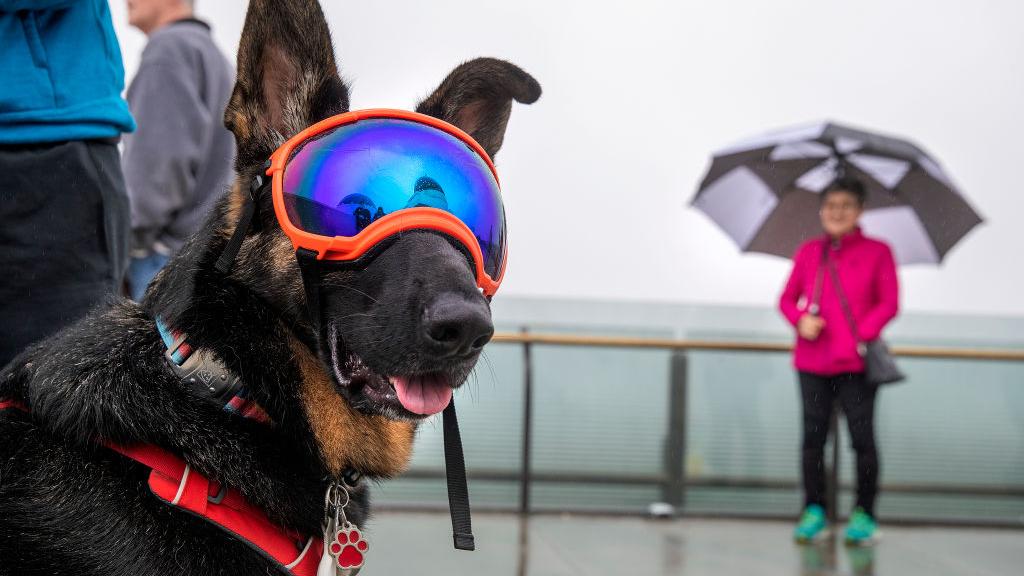  Arthas, a German shepherd, wears goggles to protect its eyes from the rain, while outside the Griffith Observatory in Los Angeles, where the dog and owner, Delyan Farashev of Los Angeles, returned from hiking on a nearby trail. (Mel Melcon / Los Angeles Times via Getty Images)