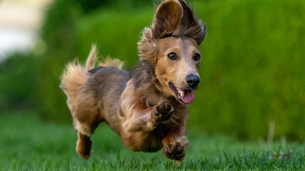 Rylee and husband Coleman Vanderhorst's 10-month-old mini dachshund Oakley McQueen Vanderhorst will be competing at the 26th running of the Wienerschnitzel Wiener Nationals at Los Alamitos Race Course on Saturday, July 15, 2023. (Photo by Hans Gutknecht/MediaNews Group/Los Angeles Daily News via Getty Images)