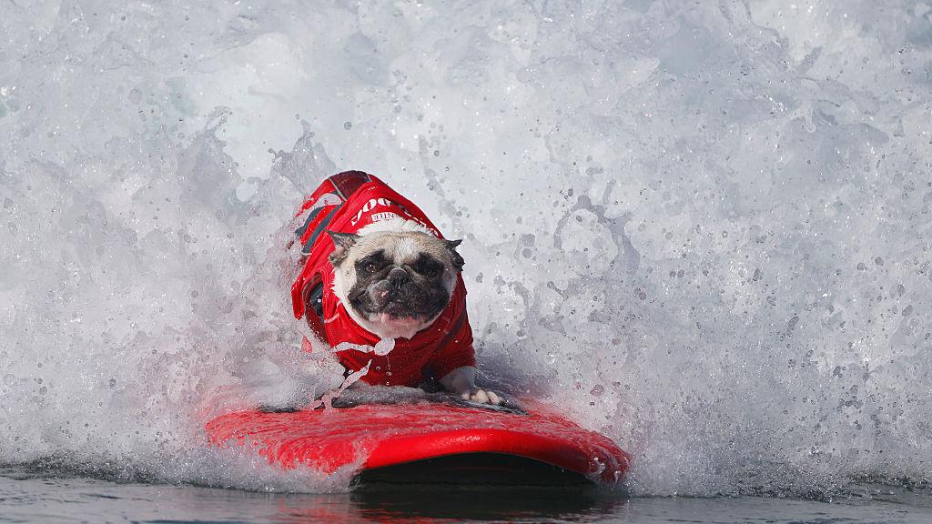 Rocket, a French Bulldog, owned by Dan Nykolayko, surfs in the 20th Annual Helen Woodward Animal Center Surf Dog Surf-A-Thon on September 7, 2025 in Del Mar, California. (K.C. Alfred / The San Diego Union-Tribune)
