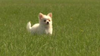 Nws Issues Small Dog Warning Nws Issues Small Dog Warning