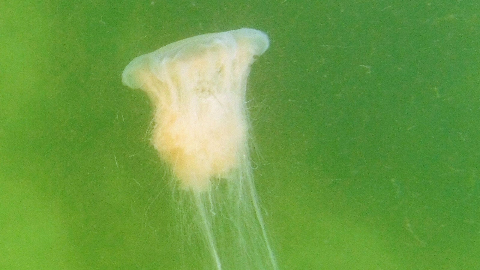 13.08.2018, Schleswig-Holstein, Niendorf/Ostsee: Eine Feuerqualle schwimmt in der Ostsee. F&uuml;r die Str&auml;nde zwischen Timmendorfer Strand und Haffkrug hat der Kreis Ostholstein eine Warnung ausgesprochen, nachdem in den vergangenen Tagen Hunderte Badeg&auml;ste &uuml;ber Beschwerden nach dem Kontakt mit Feuerquallen geklagt hatten. (zu dpa "Feuerquallen-Alarm an der Ostsee: 700 Badeg&auml;ste mit Beschwerden") Foto: Thomas M&uuml;ller/dpa +++ dpa-Bildfunk +++