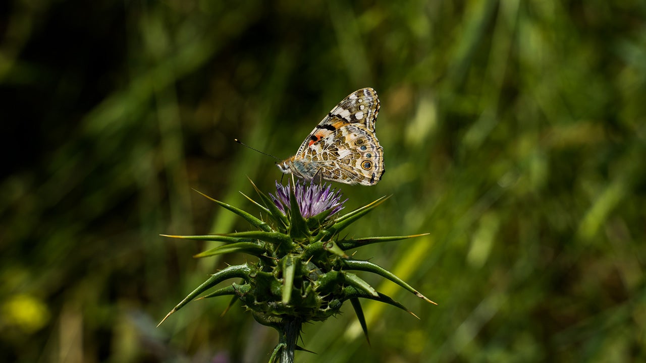 Photographer Gil Zeharia photographed Mount Tabor by drone. He said he hasn't seen the area bloom like this at this time of year, and hasn't seen a bloom like this since he was a child. (Gil Zeharia)