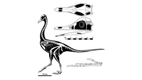 It had feathers and looked as if it were part penguin, part duck and part swan. It was between the size of a chicken and a turkey and ate the same sorts of things in the same sorts of places as a heron, but it was a dinosaur. A feathered dinosaur named Halszkaraptor escuilliei is shown in a handout illustration from the University of Alberta. THE CANADIAN PRESS/HO- University of Alberta, *MANDATORY CREDIT*