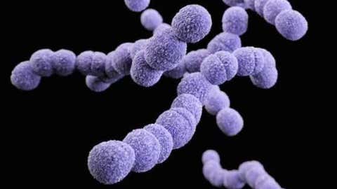 Streptococcus (Provided by 680 News)