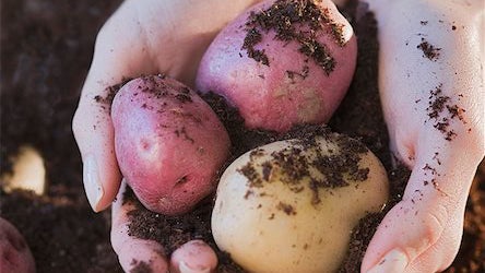 How to Grow Potatoes in a Garbage Bin The Weather Channel