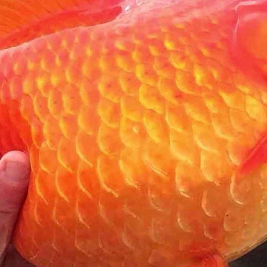 Warum darf man Goldfische nicht aussetzen? Warum darf man Goldfische nicht aussetzen?